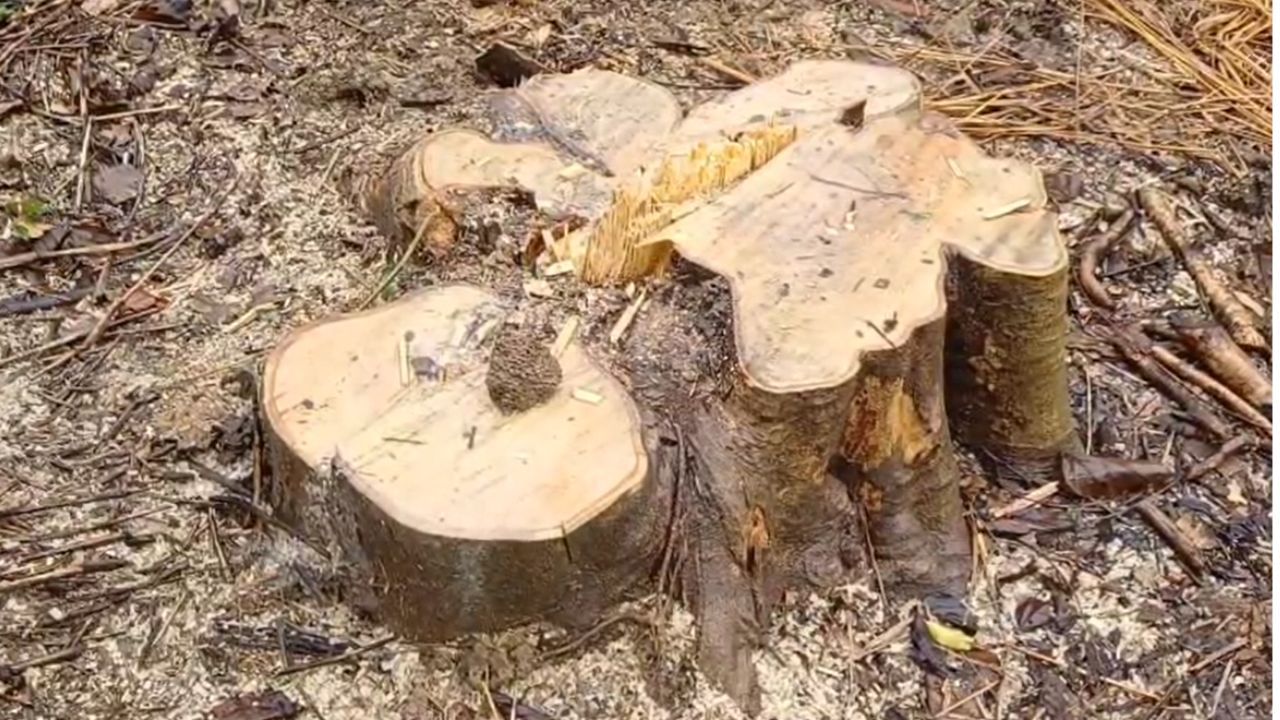 Burdwan: আশ্রমের গাছ কেটে পাচারের অভিযোগ, ক্ষোভে ফুঁসছেন বাসিন্দারা Burdwan: আশ্রমের গাছ কেটে পাচারের অভিযোগ, ক্ষোভে ফুঁসছেন বাসিন্দারা