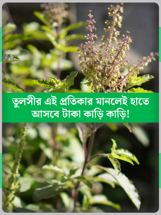 টাকা আসলেই ফস্কে যাচ্ছে? তুলসী গাছে এই দুই কাজ করলেই হবে সুরাহা টাকা আসলেই ফস্কে যাচ্ছে? তুলসী গাছে এই দুই কাজ করলেই হবে সুরাহা