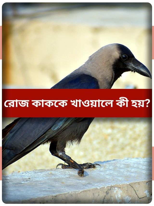 ভাগ্য ফেরাতে কাকদের রুটি খাওয়াচ্ছেন, আসলে কী হয় জানেন? ভাগ্য ফেরাতে কাকদের রুটি খাওয়াচ্ছেন, আসলে কী হয় জানেন?