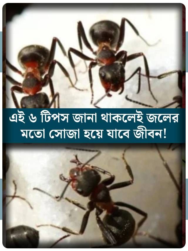 ৬ টিপস জানা থাকলেই জীবন হবে সমস্যা! কমবে মাসের খরচও ৬ টিপস জানা থাকলেই জীবন হবে সমস্যা! কমবে মাসের খরচও