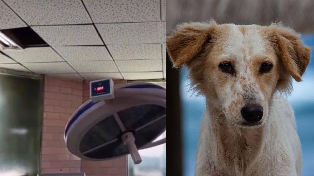 OT-র ছাদ ভেঙে নার্সের ঘাড়ে পড়ল কুকুর, অপারেশন টেবিলে থাকা রোগীর আত্মারাম খাঁচাছাড়া!