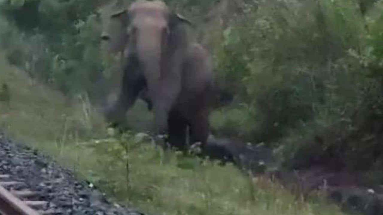VIDEO: ২ ঘণ্টা দাঁড়িয়ে অপেক্ষা করল ট্রেন, রেললাইনেই জন্মাল শাবক