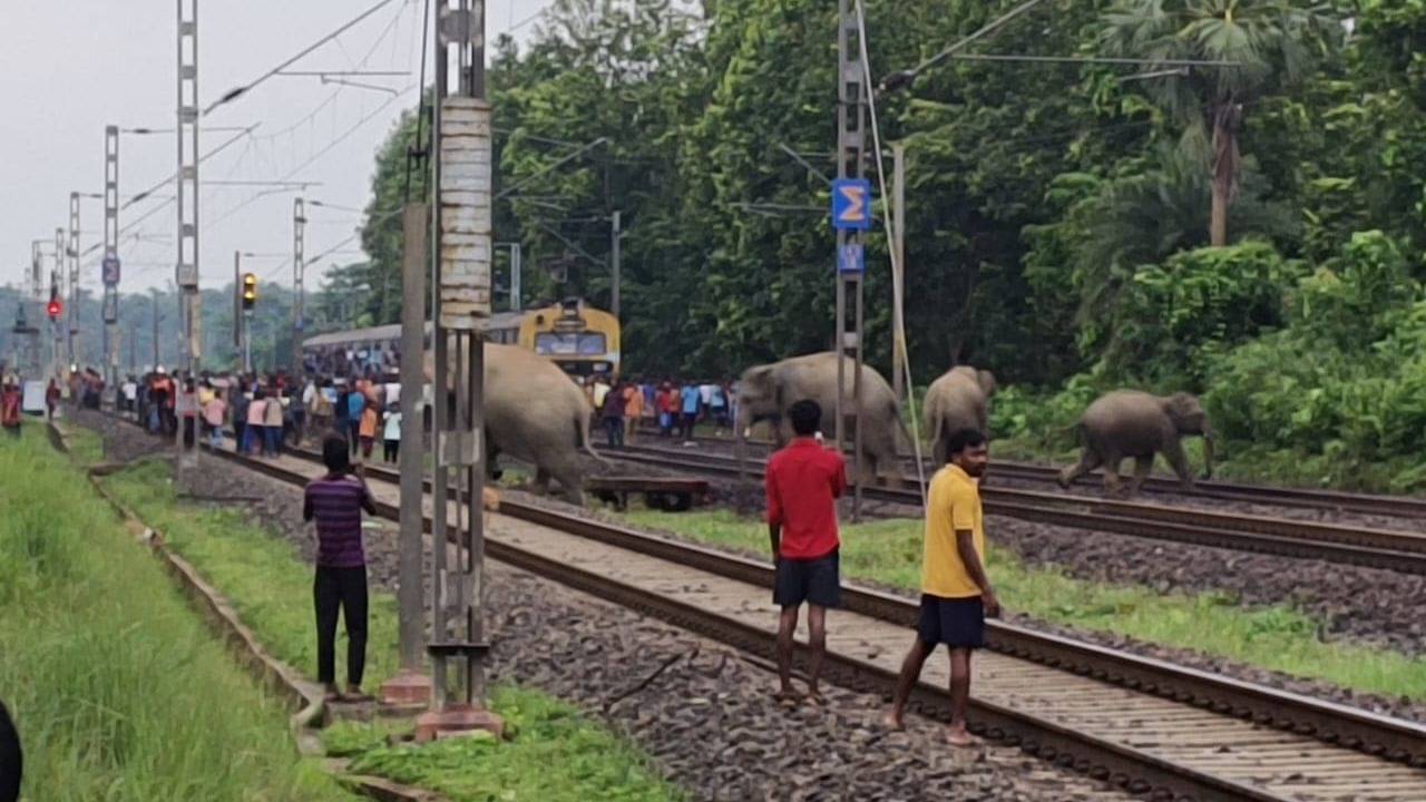 Elephant died: ঘণ্টা দুয়েক আগেই রেলকে জানানো হয়েছিল, ঝাড়গ্রামে ৩টি হাতি কাটা পড়তেই বললেন DFO