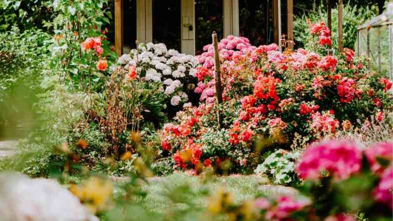 একমুঠো ভাতেই গাছ ভরে যাবে ফুলে, এই কৌশলে বাগান হবে আরও সুন্দর