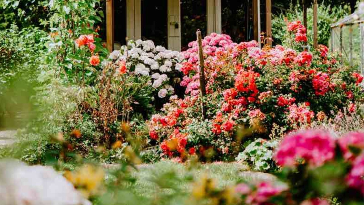 একমুঠো ভাতেই গাছ ভরে যাবে ফুলে, এই কৌশলে বাগান হবে আরও সুন্দর একমুঠো ভাতেই গাছ ভরে যাবে ফুলে, এই কৌশলে বাগান হবে আরও সুন্দর