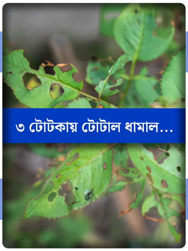 বর্ষায় সাধের গাছে বেড়েছে পোকার উপদ্রব? ঘরোয়া উপায়ে করুন সমাধান বর্ষায় সাধের গাছে বেড়েছে পোকার উপদ্রব? ঘরোয়া উপায়ে করুন সমাধান