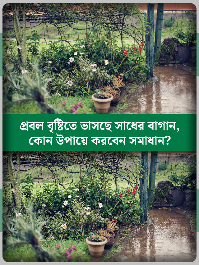 অতিরিক্ত বৃষ্টিতে বেহাল দশা বাগানের, সাধের গাছ বাঁচাতে কী কী করবেন? অতিরিক্ত বৃষ্টিতে বেহাল দশা বাগানের, সাধের গাছ বাঁচাতে কী কী করবেন?