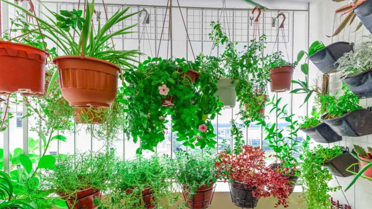 ছোট বারান্দায় সাধের বাগান করতে চান? মাথায় রাখুন এসব বিষয় ছোট বারান্দায় সাধের বাগান করতে চান? মাথায় রাখুন এসব বিষয়