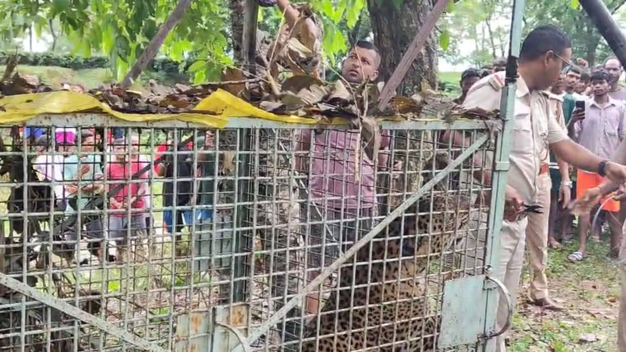 Jalpaiguri: রাতভর গর্জন, ভোর রাতে চা বাগানের মাঝে পাতা ফাঁদে ধরা পড়ল সে