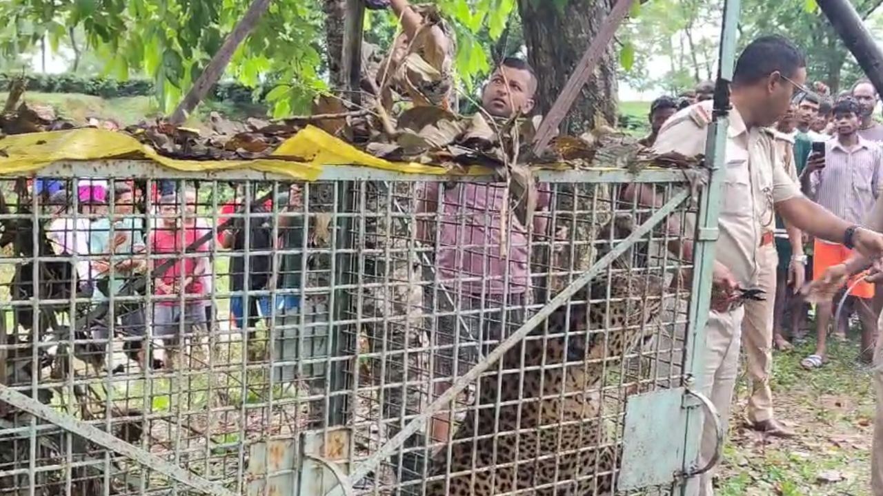 Jalpaiguri: রাতভর গর্জন, ভোর রাতে চা বাগানের মাঝে পাতা ফাঁদে ধরা পড়ল সে Jalpaiguri: রাতভর গর্জন, ভোর রাতে চা বাগানের মাঝে পাতা ফাঁদে ধরা পড়ল সে