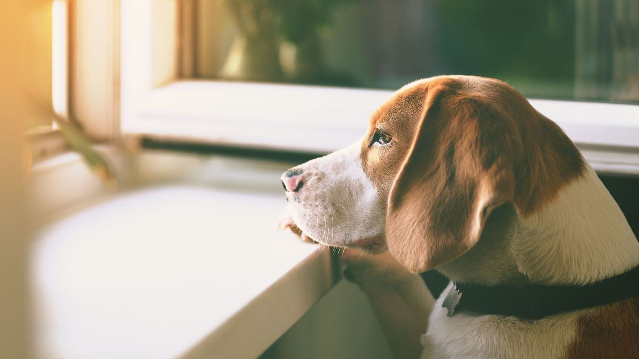 Pet Care Tips: বাড়িতে বন্দি পোষ্যের হতে পারে অবসাদ! কীভাবে মোকাবিলা করবেন? Pet Care Tips: বাড়িতে বন্দি পোষ্যের হতে পারে অবসাদ! কীভাবে মোকাবিলা করবেন?