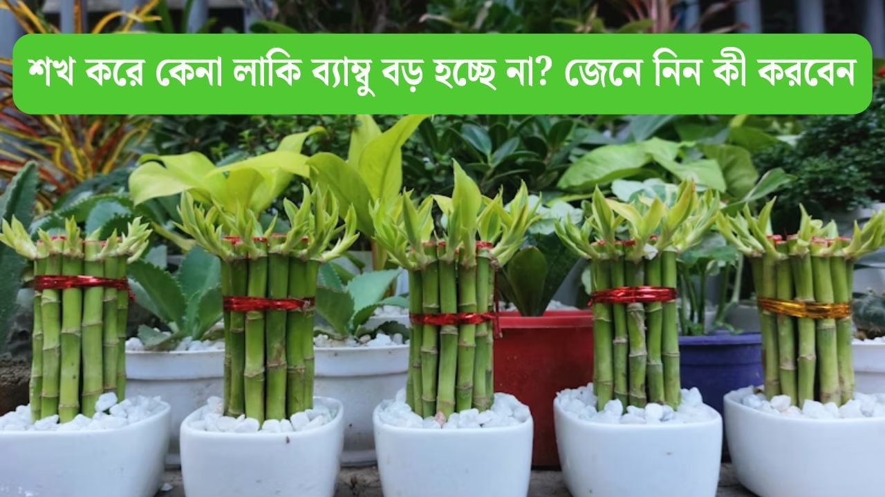 Lucky Bamboo: সাধের লাকি ব্যাম্বু ঠিকমতো বাড়ছেই না? কেন হচ্ছে এমনটা, সমস্যা মেটাতে যা যা করবেন Lucky Bamboo: সাধের লাকি ব্যাম্বু ঠিকমতো বাড়ছেই না? কেন হচ্ছে এমনটা, সমস্যা মেটাতে যা যা করবেন