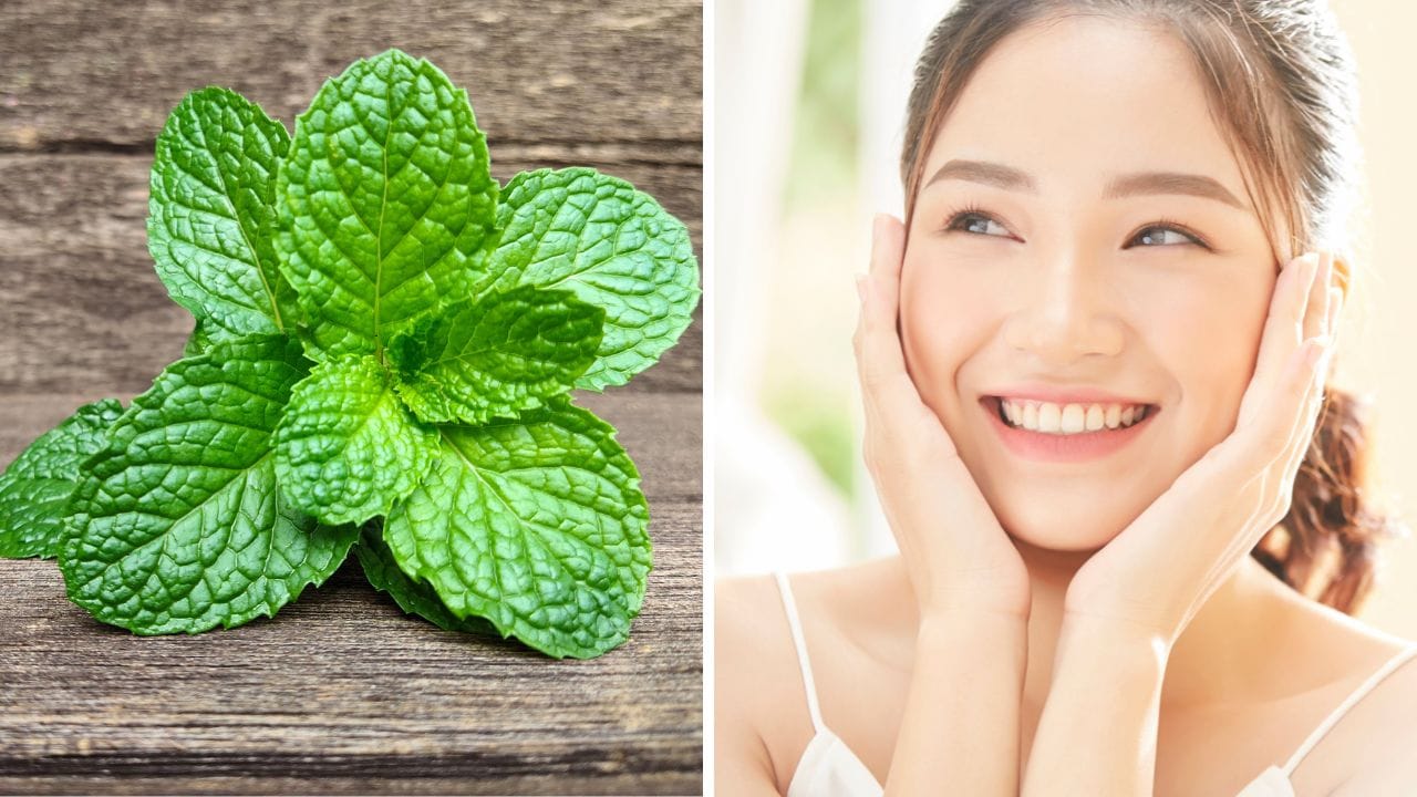 Mint Leaves in Skin Care: ট্যান করবে দূর, ব্রণ হবে উধাও, যদি এ ভাবে মুখে লাগান পুদিনা পাতা Mint Leaves in Skin Care: ট্যান করবে দূর, ব্রণ হবে উধাও, যদি এ ভাবে মুখে লাগান পুদিনা পাতা