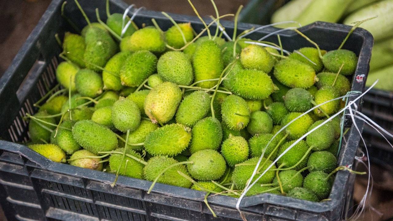 Vegetable: বর্ষায় সহজেই মেলে; আদরের সম্পর্কের জন্যও এই সবজি স্পেশাল!