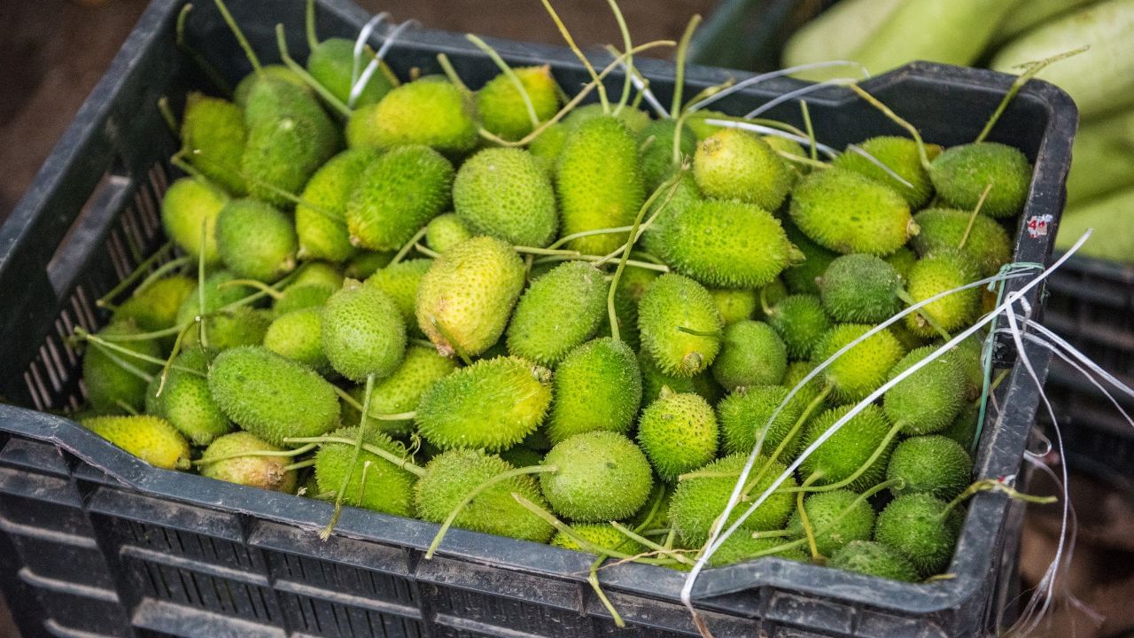 Vegetable: বর্ষায় সহজেই মেলে; আদরের সম্পর্কের জন্যও এই সবজি স্পেশাল! Vegetable: বর্ষায় সহজেই মেলে; আদরের সম্পর্কের জন্যও এই সবজি স্পেশাল!
