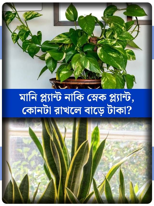 মানি প্ল্যান্ট নাকি স্নেক প্ল্যান্ট, ঘরে কোন গাছ রাখলে দ্রুত টাকা আসে? মানি প্ল্যান্ট নাকি স্নেক প্ল্যান্ট, ঘরে কোন গাছ রাখলে দ্রুত টাকা আসে?