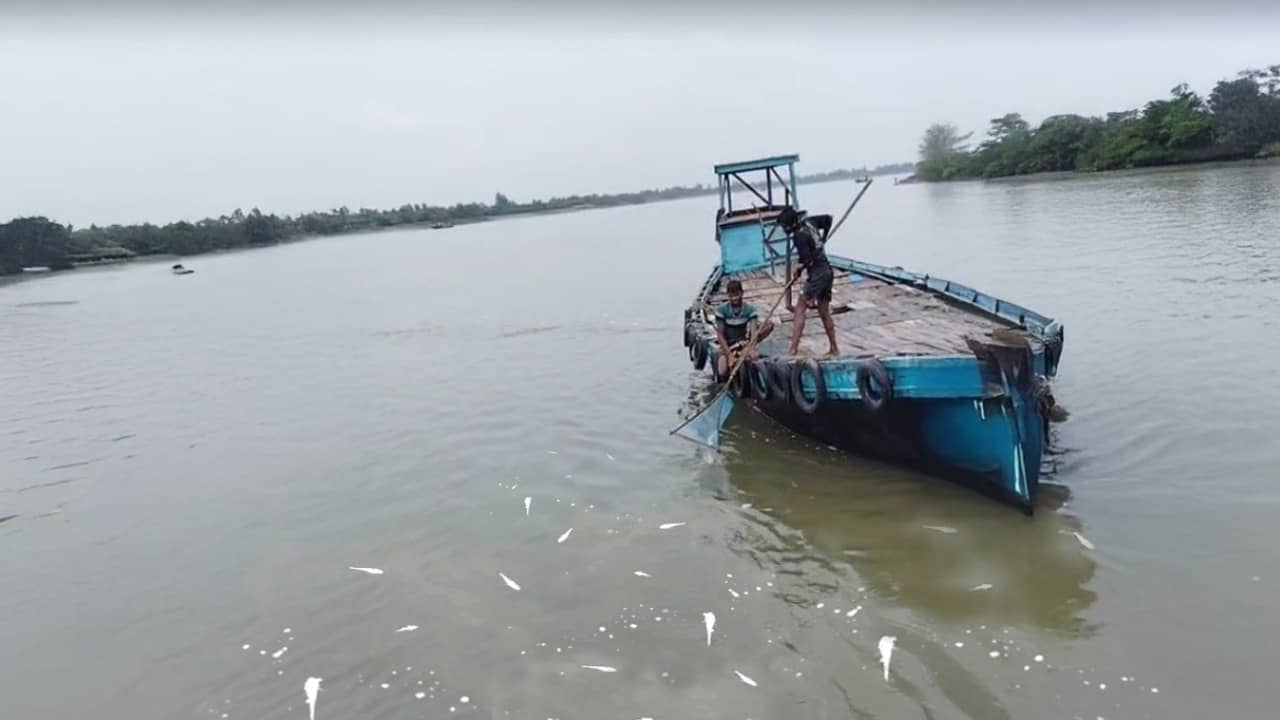 Sandeshkhali: ভোলা-ট্যাংরা-চিংড়ি, বাদ নেই কিছুই! ঝাঁকে ঝাঁকে ভেসে উঠলেও নেই প্রাণ, কী হয়েছে সন্দেশখালির নদীতে?