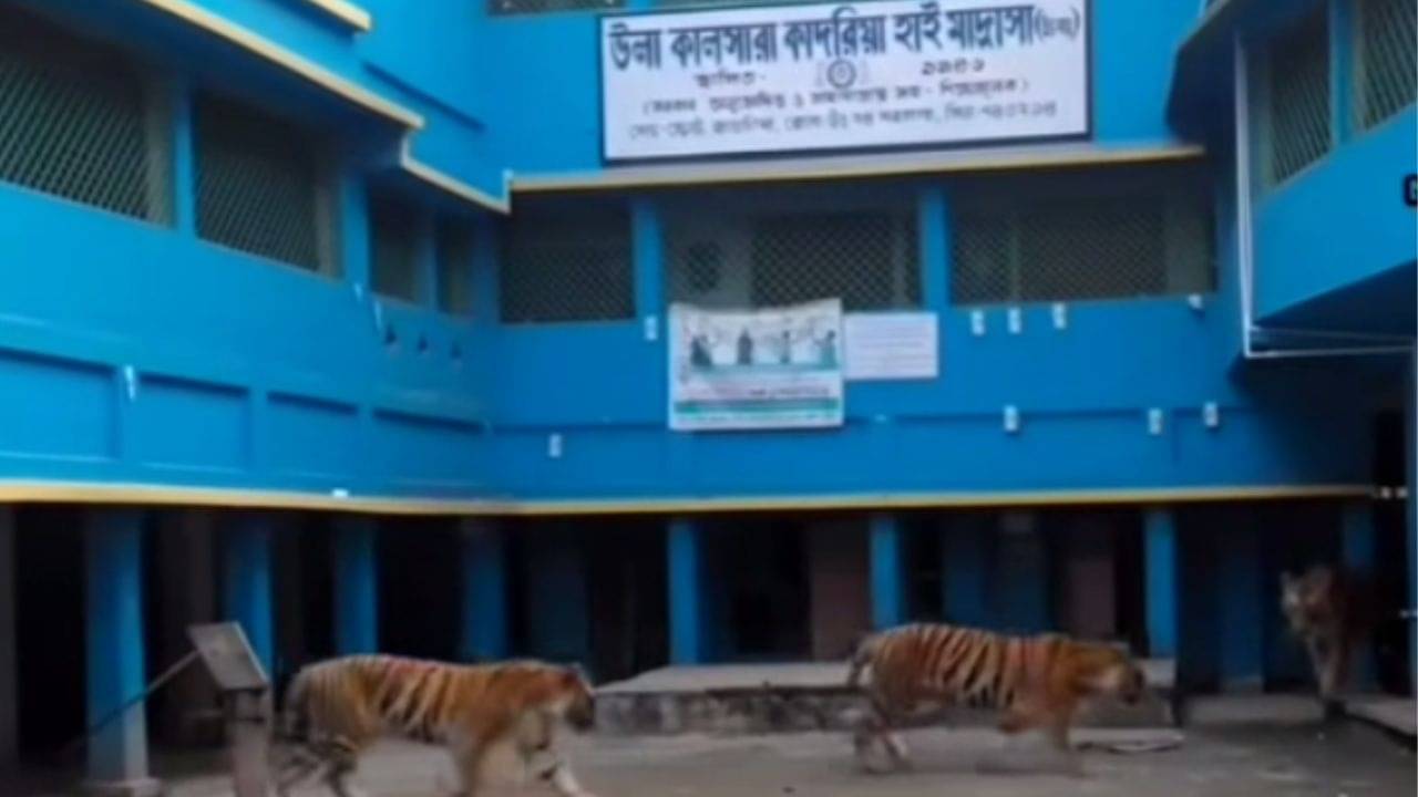 Kadambagachi: কদম্বগাছিতে সরকারি স্কুলের বারান্দায় ঘুরছে তিন-তিনটে বাঘ, ভয়ে ক্লাসে আসাই বন্ধ করল পড়ুয়ারা