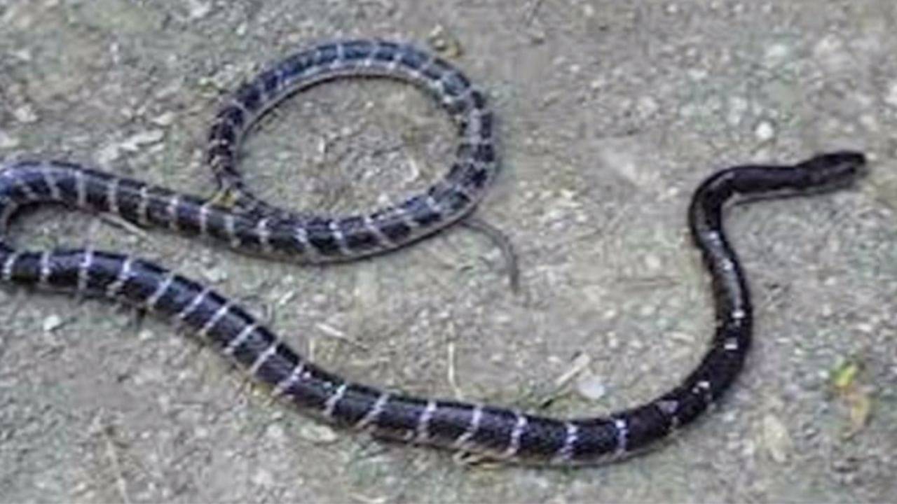 Snake: রাতে খাবার পর শুয়েছিল বিছানায়, হঠাৎ কালাচ সাপ ছোবল মারল পায়ে, মৃত্যু ক্লাস নাইনের রনির