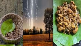নিরামিষ মটন, বজ্র-বিদ্যুৎ ছাড়া হয় না, প্রচুর উপকারী; এই সবজি চেনেন? নিরামিষ মটন, বজ্র-বিদ্যুৎ ছাড়া হয় না, প্রচুর উপকারী; এই সবজি চেনেন?