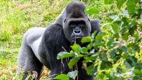 মহিলাকে 'সোহাগ' করছিল বয়ফ্রেন্ড! উচিত শিক্ষা দিল গার্লফ্রেন্ড গোরিলা..