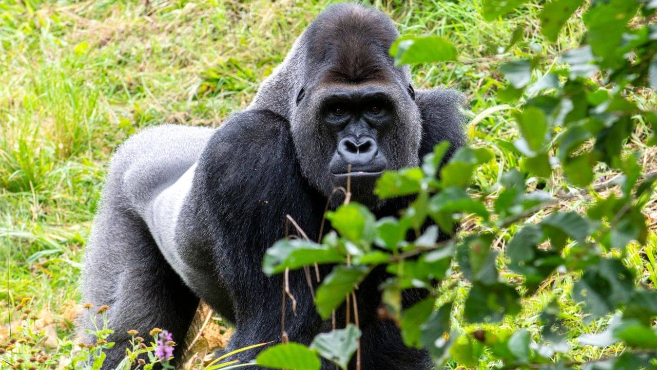 Viral ভিডিয়ো: মহিলাকে সোহাগ করছিল বয়ফ্রেন্ড! উচিত শিক্ষা দিল গার্লফ্রেন্ড গোরিলা...