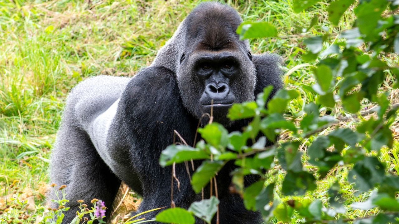 Viral ভিডিয়ো: মহিলাকে 'সোহাগ' করছিল বয়ফ্রেন্ড! উচিত শিক্ষা দিল গার্লফ্রেন্ড গোরিলা...