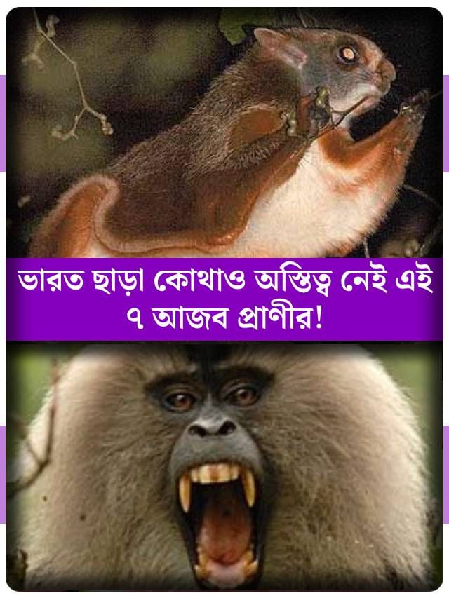নেই দুনিয়ার আর কোথাও, ৭ অদ্ভুত প্রাণী, যা কেবল ভারতেই দেখা যায়! নেই দুনিয়ার আর কোথাও, ৭ অদ্ভুত প্রাণী, যা কেবল ভারতেই দেখা যায়!
