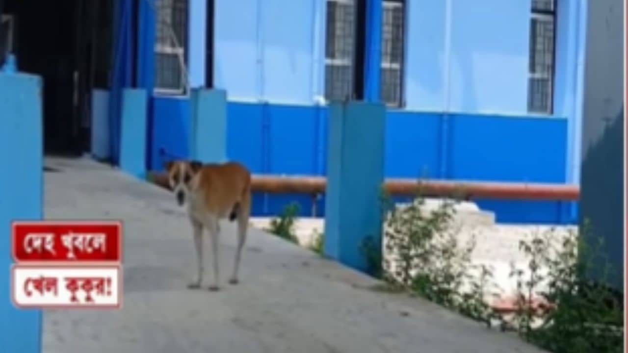 North Bengal Medical College: মৃতদেহ খুবলে খাচ্ছে কুকুর, উত্তরবঙ্গ মেডিক্যালে এ কী ছবি?