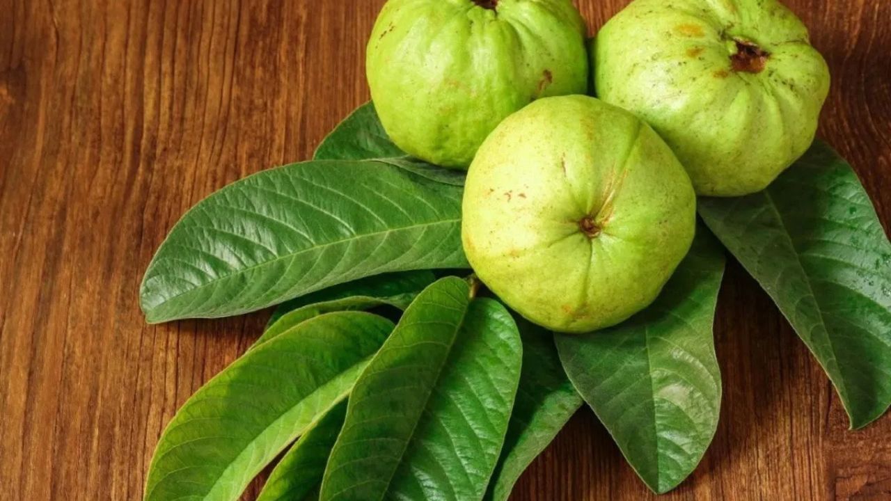 পেয়ারা এমন এক ফল যা সহজলভ্য, সস্তা এবং পুষ্টিগুণে ভরপুর। ভিটামিন, মিনারেল, ফাইবার ও অ্যান্টিঅক্সিডেন্টে সমৃদ্ধ এই ফল প্রতিদিন খেলে শরীর নানাভাবে উপকৃত হয়। আচ্ছা প্রতিদিন একটি করে পেয়ারা খেলে কী হয়? 