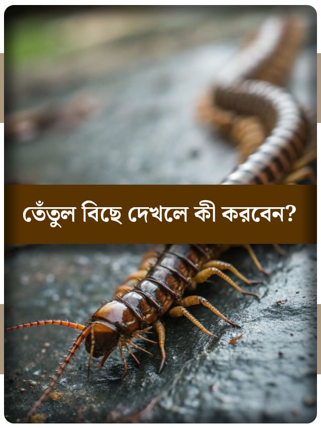 বাড়িতে তেঁতুল বিছে দেখেছেন, বাস্তুশাস্ত্র মতে এটি শুভ না অশুভ? বাড়িতে তেঁতুল বিছে দেখেছেন, বাস্তুশাস্ত্র মতে এটি শুভ না অশুভ?