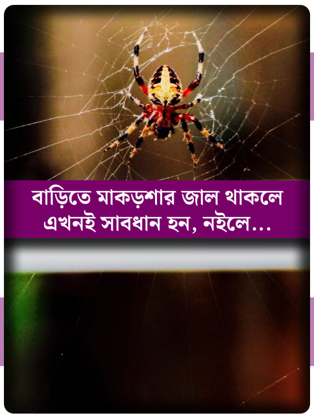 বাড়িতে মাকড়শার জালের পরিমাণ বাড়ছে, জীবনে কী হতে চলেছে জানেন?