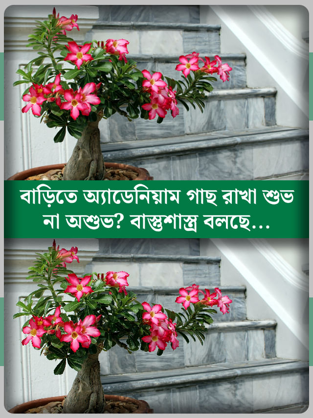 ঘরে অ্যাডেনিয়াম গাছ রাখলে সুখ-সমৃদ্ধি আসবে, নাকি শান্তি উধাও হবে? ঘরে অ্যাডেনিয়াম গাছ রাখলে সুখ-সমৃদ্ধি আসবে, নাকি শান্তি উধাও হবে?