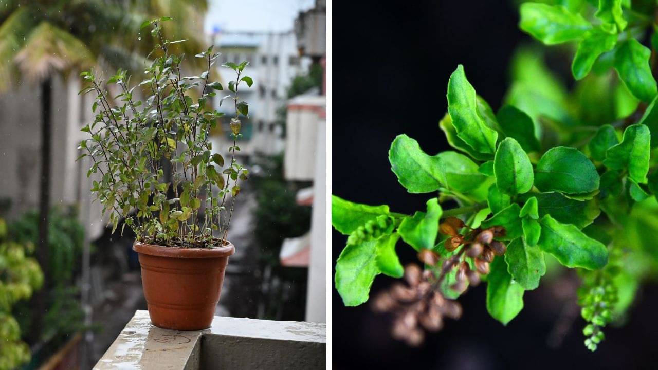 Tulsi Plant: তুলসী গাছের সামনে ভুল করেও রাখবেন না এই গাছগুলি, নইলে জীবন দুর্বিষহ হতে পারে!
