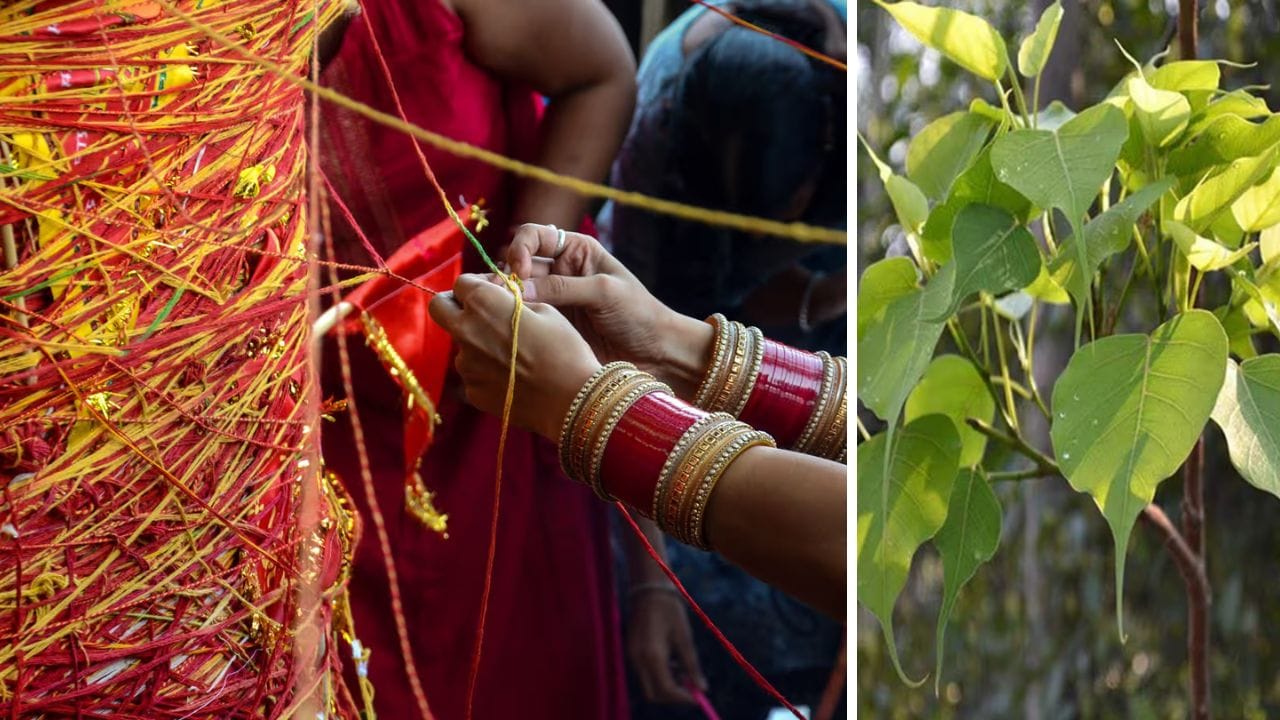 অশ্বত্থ গাছে লাল সুতো বাঁধলে কী হয় জানেন? জ্যোতিষশাস্ত্র বলছে... অশ্বত্থ গাছে লাল সুতো বাঁধলে কী হয় জানেন? জ্যোতিষশাস্ত্র বলছে...
