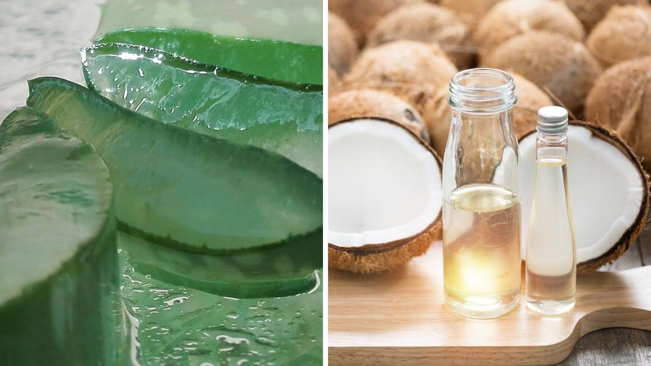 Aloe Vera gel vs Coconut Oil: অ্যালোভেরা জেল নাকি নারকেল তেল, শুষ্ক ত্বকের জন্য কোনটা বেশি ভাল?