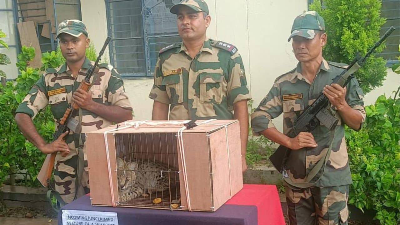 BSF Jawas News: বাংলাদেশিরা ভারতে কী ঢোকাতে চাইছিল জানেন? সবটা রুখল BSF