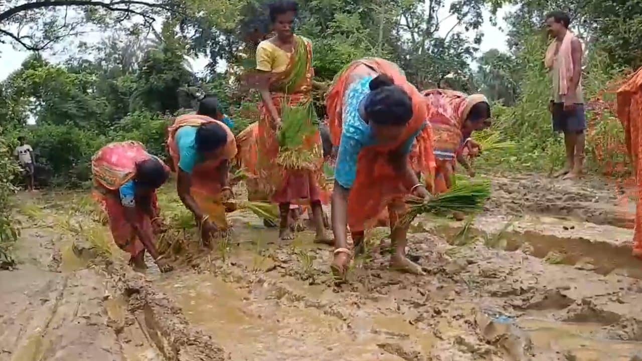 Road Protest: চাষের জমি না রাস্তা ধরতে পারবেন না! বিরক্ত হয়ে পথেই ধানের চাঁরা পুঁতে বিক্ষোভ মহিলাদের