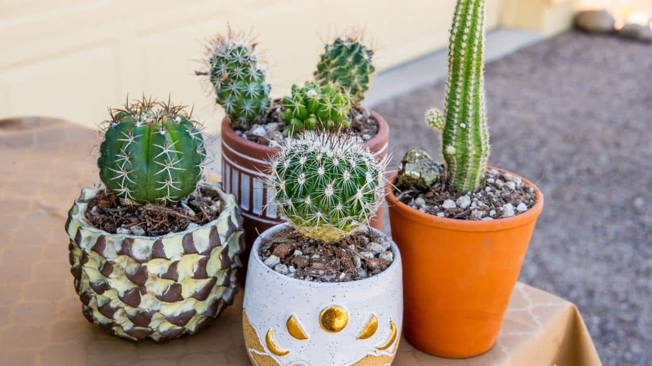 ক্যাকটাস গাছ ভাল লাগে? কিন্তু বাড়িতে রাখলে কী হয় জানেন?