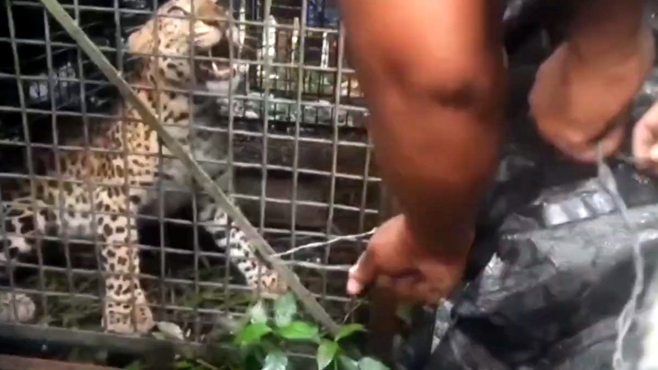 Leopard attack: বাড়ির সামনে থেকে টেনে নিয়ে গেল ১২ বছরের ছেলেটাকে, কিছু দূর থেকে উদ্ধার মৃতদেহ Leopard attack: বাড়ির সামনে থেকে টেনে নিয়ে গেল ১২ বছরের ছেলেটাকে, কিছু দূর থেকে উদ্ধার মৃতদেহ