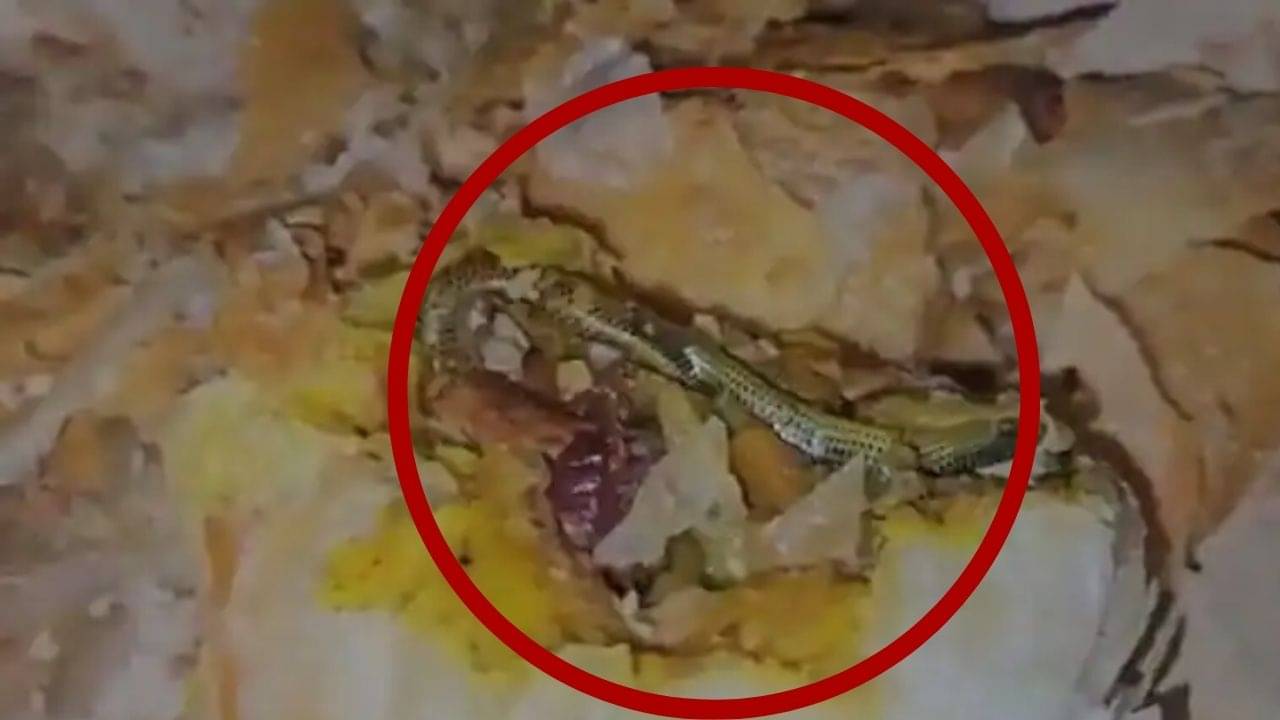 খুব খিদে পেয়েছিল, দুটো কামড় খেয়েও নিয়েছিল বাচ্চাগুলো, হঠাৎ ভিতর থেকে যা বেরল, তাতে বুক কেঁপে উঠল মায়ের...