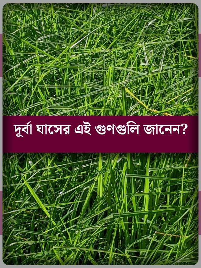 নিয়মিত দূর্বা ঘাস খেলে কী হয় জানেন? নিয়মিত দূর্বা ঘাস খেলে কী হয় জানেন?