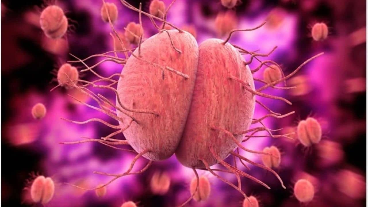 Gonorrhoea: ৩ গুণ বেড়েছে গনোরিয়ার সংক্রমণ! যৌনরোগকে আটকাতে বড় উদ্যোগ নিল ইংল্যান্ড