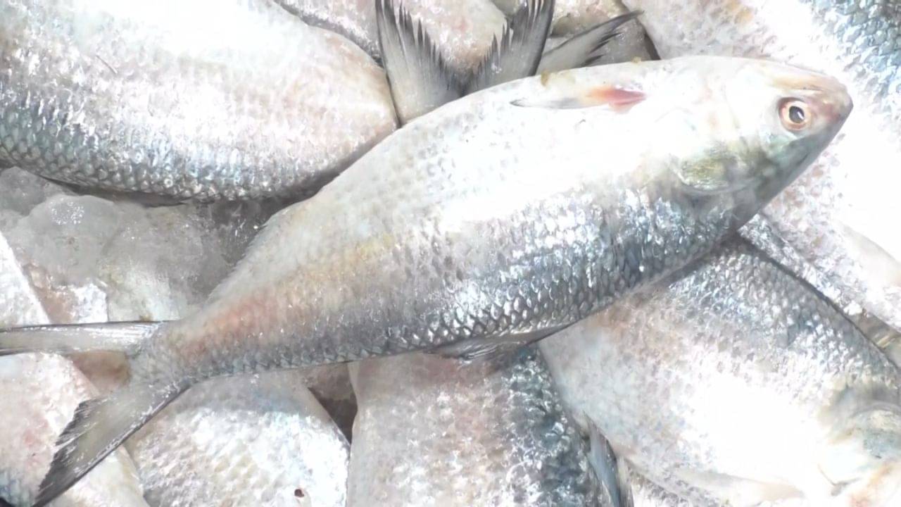 Hilsa Fish: ইলিশ নিয়ে গর্বও জলে গেল বাংলাদেশের! এপার বাংলায় পাতে ইলিশ, আর ওপারে?
