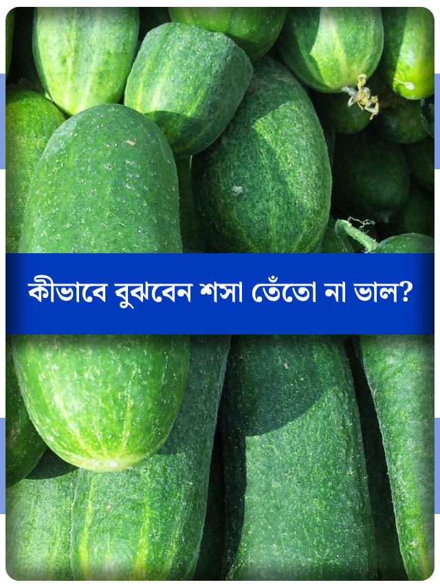 কেনার সময় চিনে নিন শসা তেঁতো কি না, রইল উপায় কেনার সময় চিনে নিন শসা তেঁতো কি না, রইল উপায়