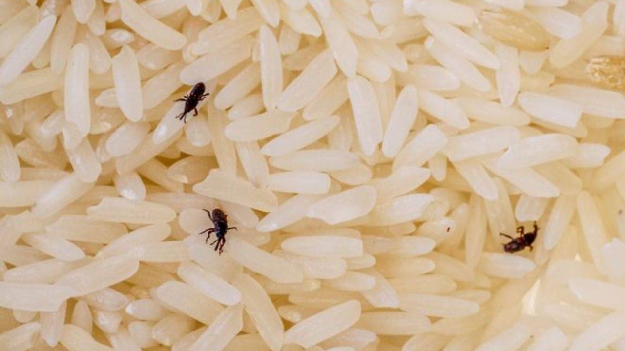 Rice Store: বাড়িতে রাখা চালের কৌটোতে ধরেছে পোকা? এই টিপস মানলে গায়েব হবে সবকটা!