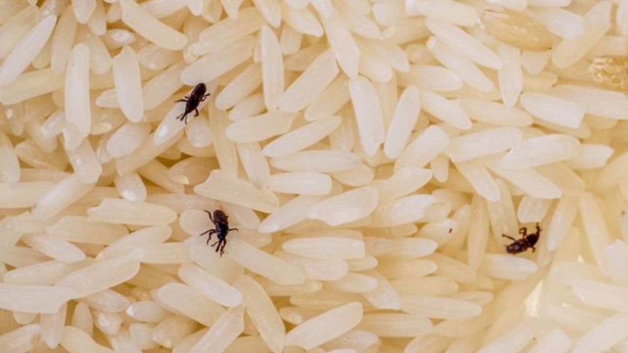 Rice Store: বাড়িতে রাখা চালের কৌটোতে ধরেছে পোকা? এই টিপস মানলে গায়েব হবে সবক'টা! Rice Store: বাড়িতে রাখা চালের কৌটোতে ধরেছে পোকা? এই টিপস মানলে গায়েব হবে সবক'টা!