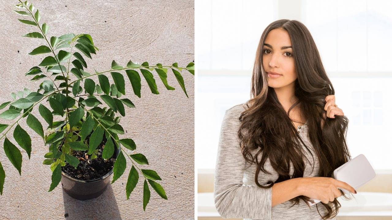 Curry Leaves: শুধু রান্নায় স্বাদ বাড়ায় না, চুলের যত্নেও কার্যকরী কারিপাতা, জেনে নিন কীভাবে ব্যবহার করবেন