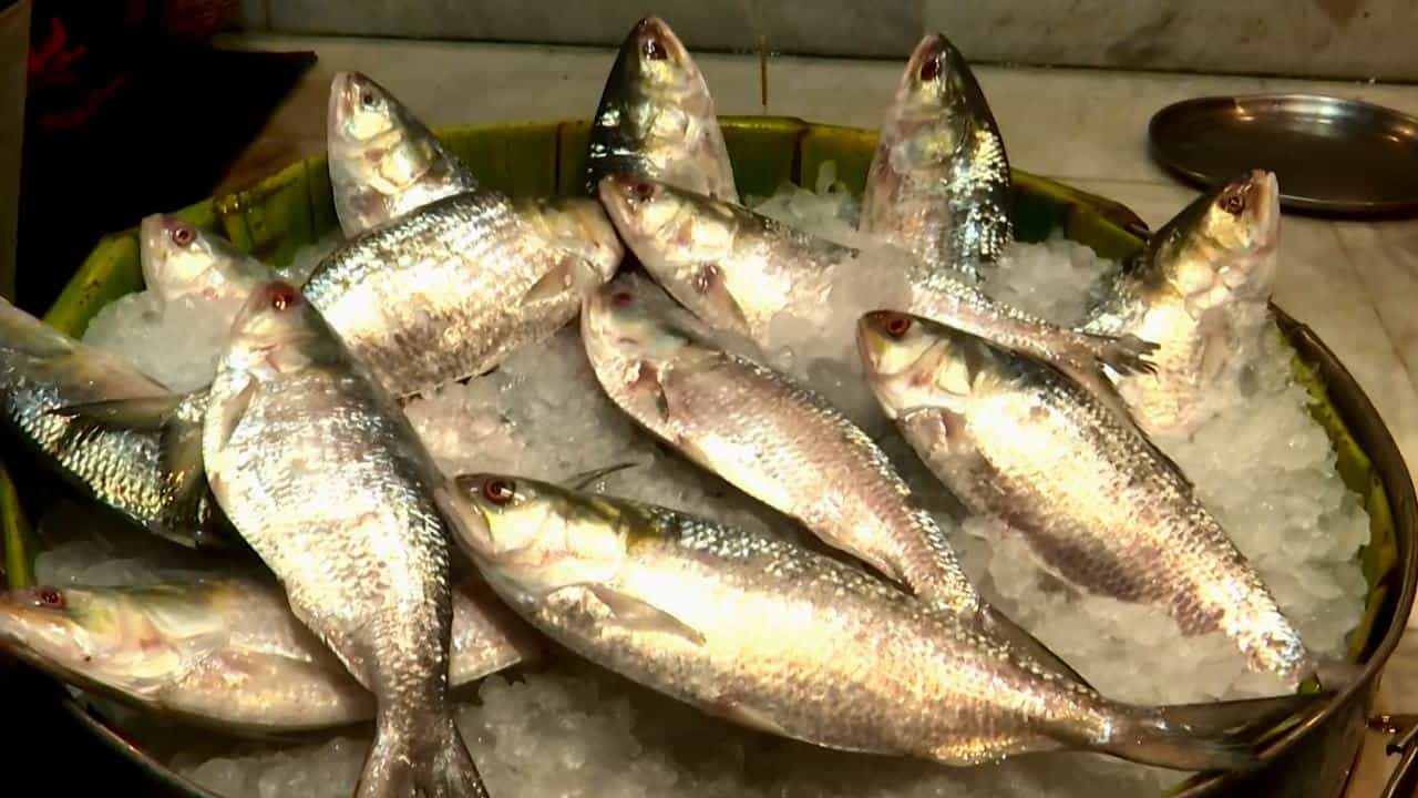 Ilish Price Hike: টাকা যার ইলিশ তার? হাত দিলেই ছ্যাঁকা, ১ কিলো মিলছে ২ হাজারে! কেন এত দাম ইলিশের? Ilish Price Hike: টাকা যার ইলিশ তার? হাত দিলেই ছ্যাঁকা, ১ কিলো মিলছে ২ হাজারে! কেন এত দাম ইলিশের?