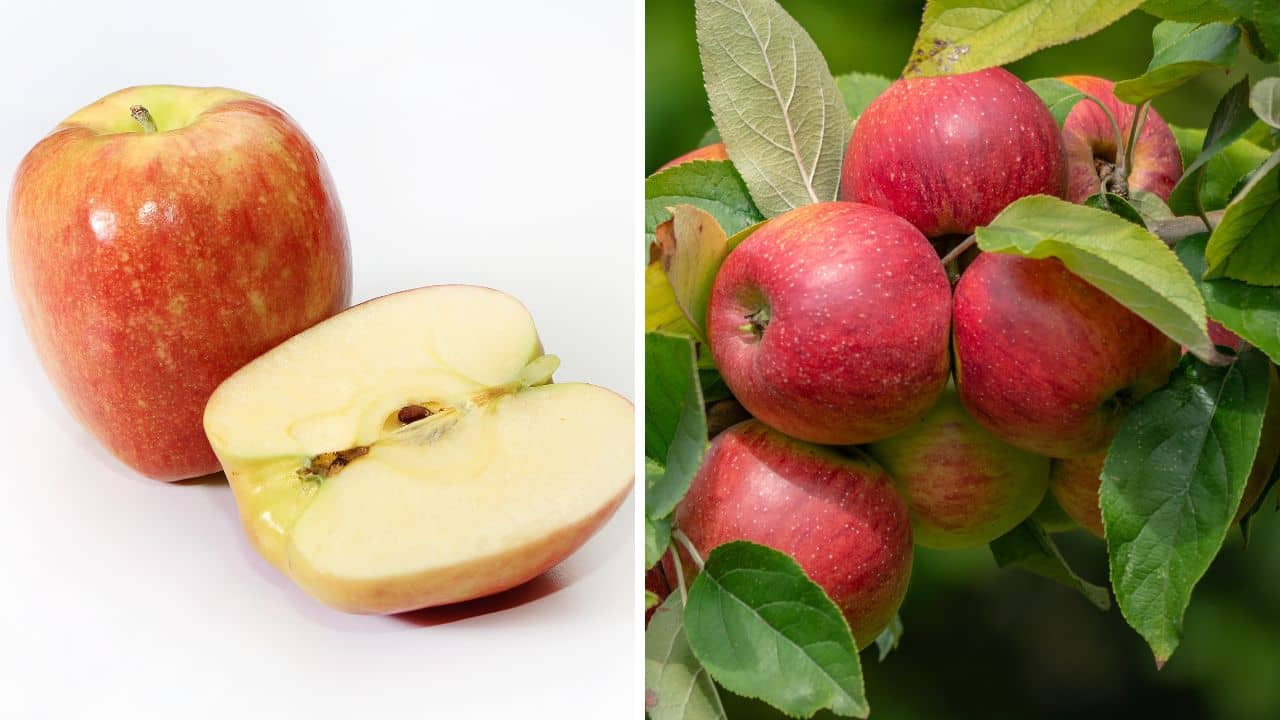 Apple Seeds: আপেল খাওয়ার সময় বীজ গিলে ফেলেছেন? জানেন শরীরের ভেতর কী ঘটবে